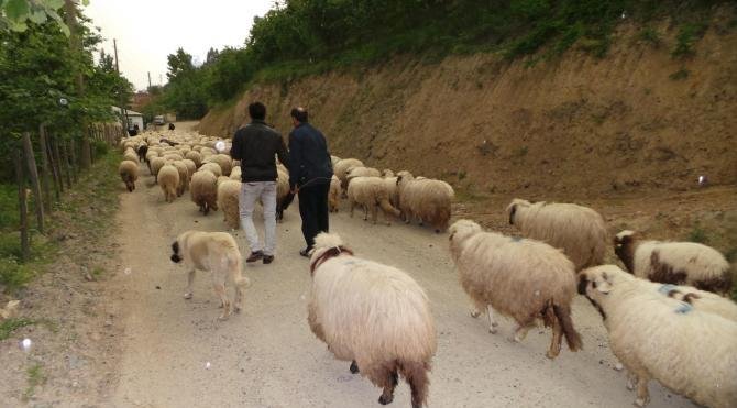 Orta Karadeniz’de yaylalara göç başladı