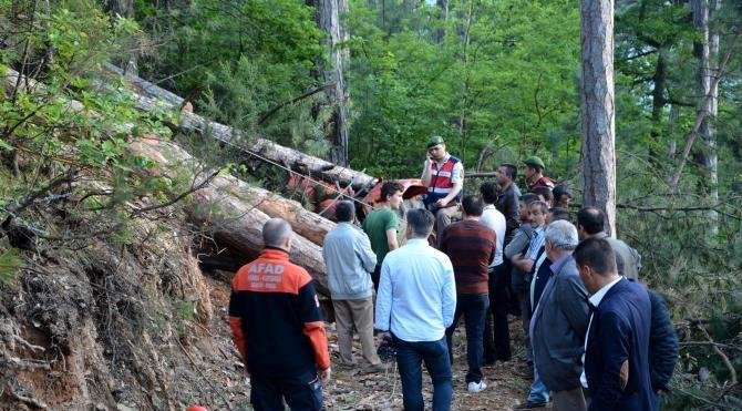 Devrilen ağacın altında kalan orman işçisi öldü