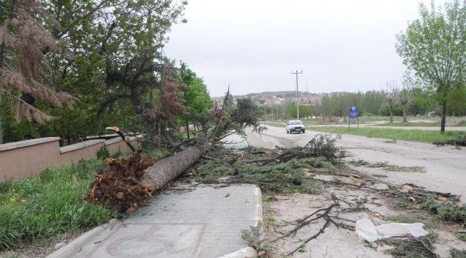 Eskişehir'de fırtına çatıları uçurdu, ağaçları devirdi