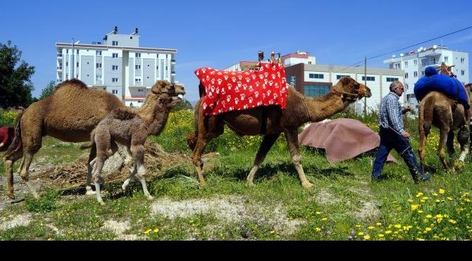 Anadolu'da 1500 deve kaldı