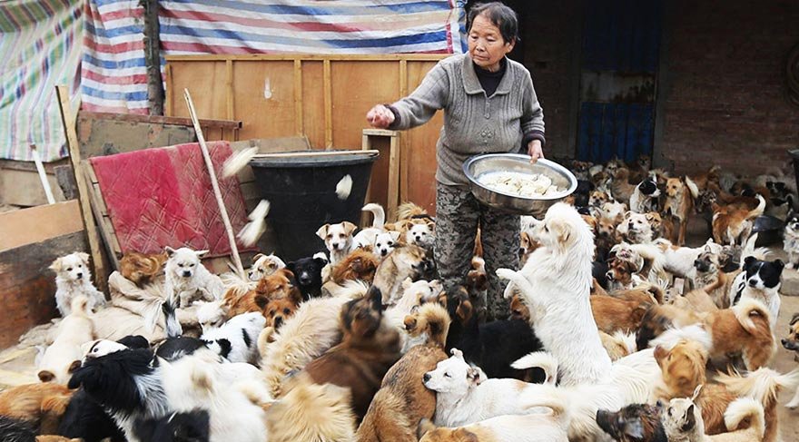 Çin’de 1300 köpeğe gönüllü olarak bakan yüce kadınlar