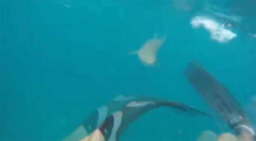 Jaws filmi gerçek oldu!