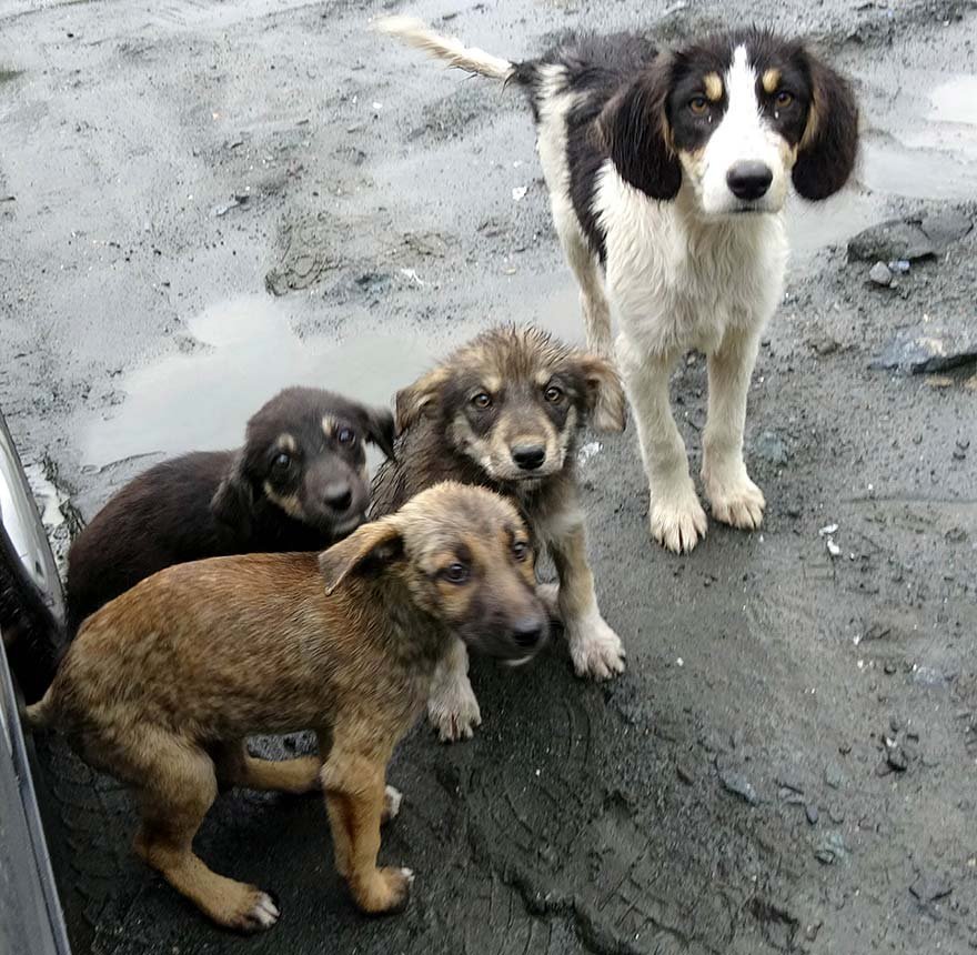 Yavru köpekler taş ocağına terk edildi Son dakika haberleri