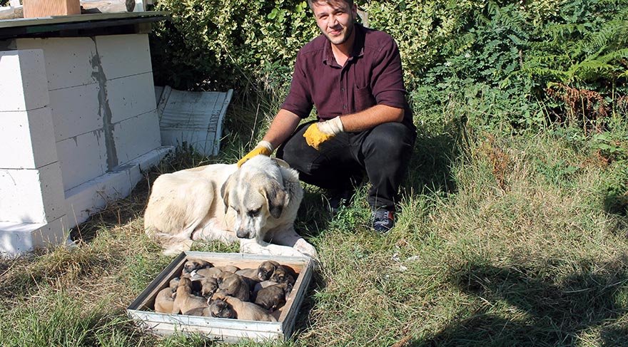 Kangal cinsi köpek tek batında 17 yavru doğurdu