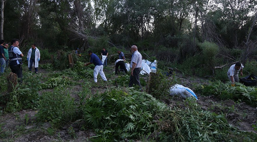 Kahramankazan’da 7 milyon liralık hint keneviri yakalandı