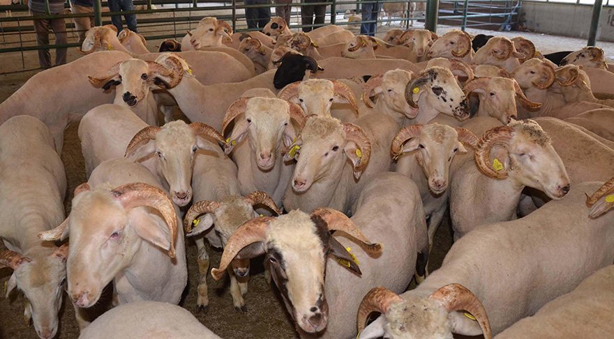 Bakan Fakıbaba’dan kurbanlık fiyatları hakkında açıklama