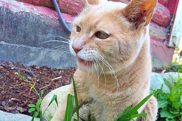 kedi1