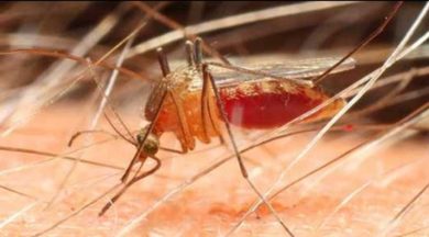 sivrisinekler kimyasal kullanmadan nasil uzaklastirilir sozcu gazetesi