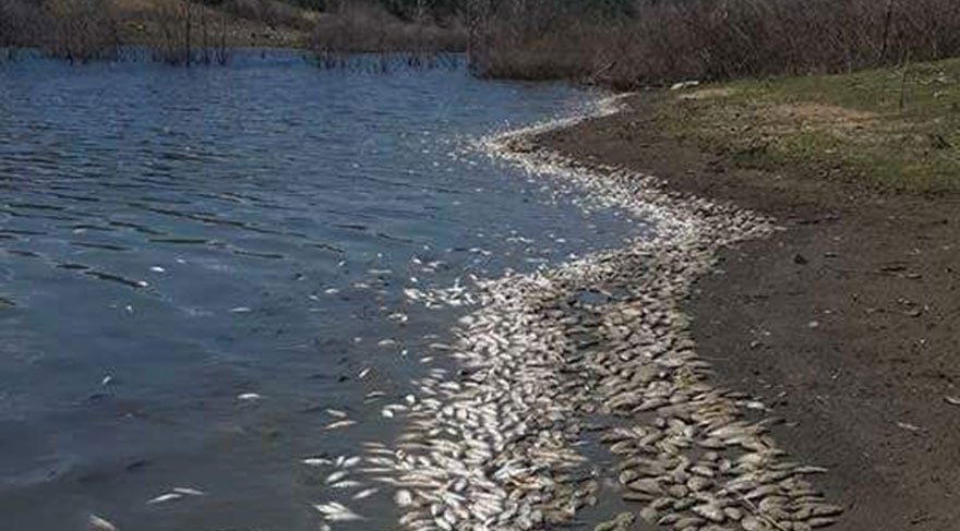 Tekirdağ’da binlerce ölü balık karaya vurdu