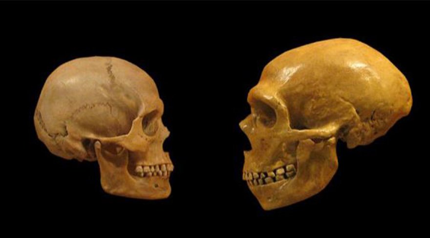 Arkaik DNA analizleri, Neanderthal, Denisovan ve modern insan evriminin hikayesini tekrar yazıyor