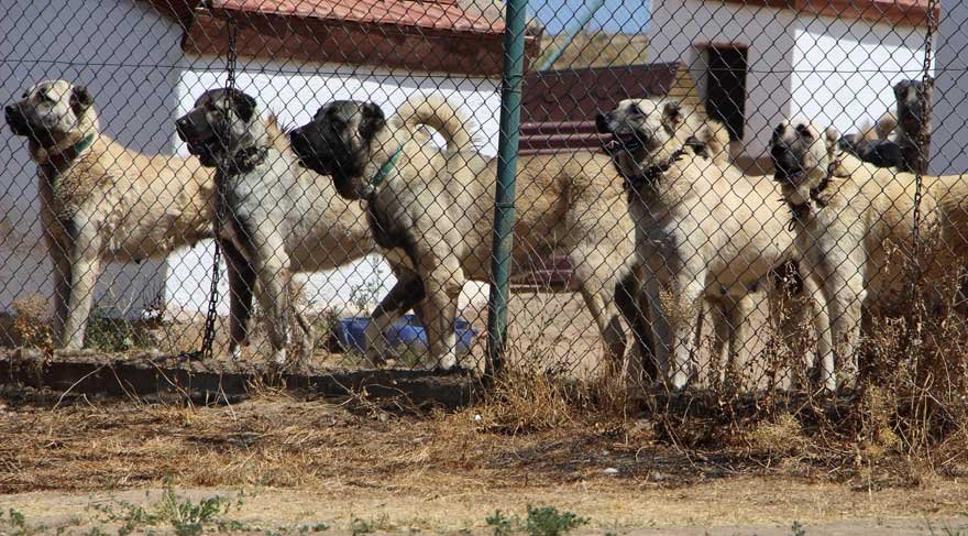 Polisin yanında artık ‘Kangal’ köpeği olacak - Güncel haberler
