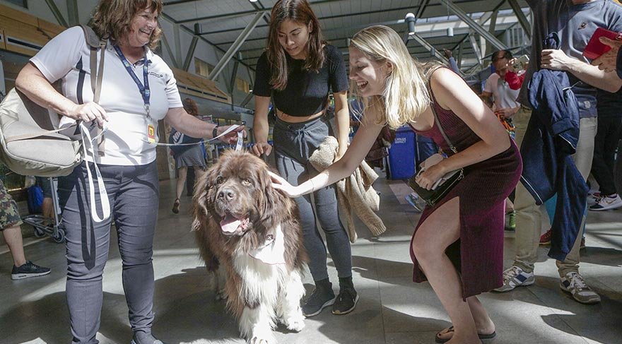 Uçaktan korkanlara köpek terapisi