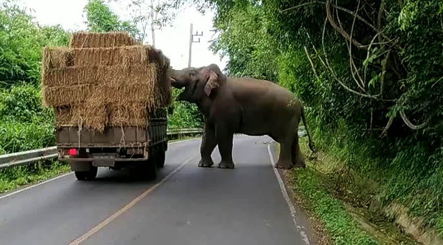 Yol kenarında bulunan fil haraç kesti