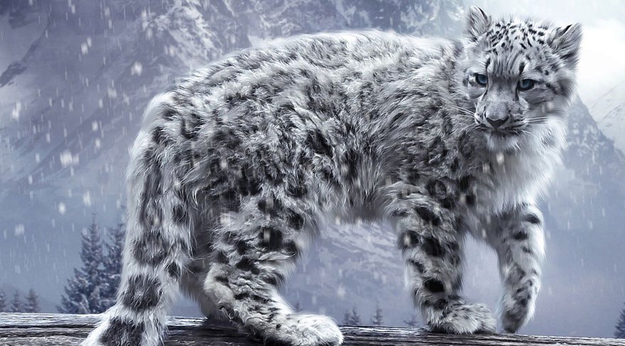 Kar leoparından 45 yıl sonra iyi haber