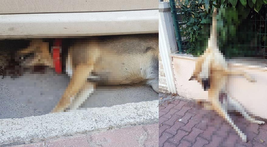 Hayvanları Koruma Günü’nde katliam