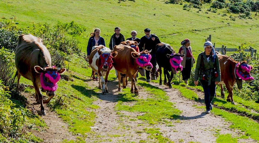 Doğu Karadeniz’de yaylacılar dönüyor