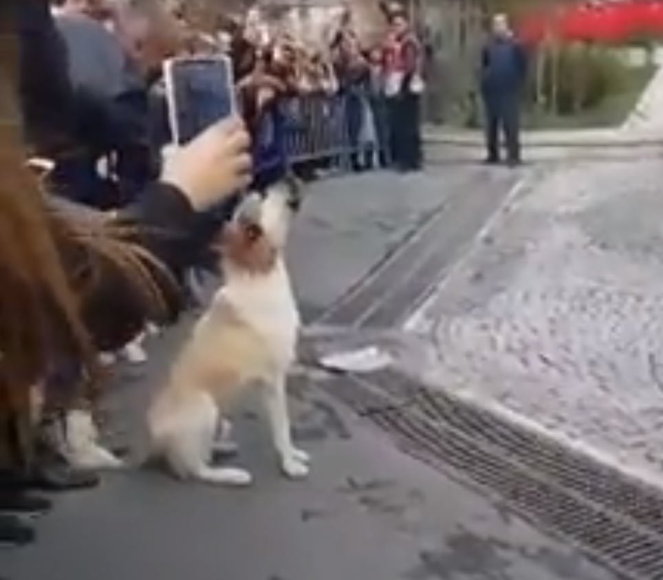 Sevimli Sokak Kopegi Eyup Belediyesi Ni Boyle Protesto Etti Guncel Yasam Haberleri