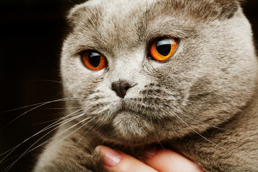 Scottish Fold kedilerin yüz ifadesinin nedeni hastalık! Güncel yaşam