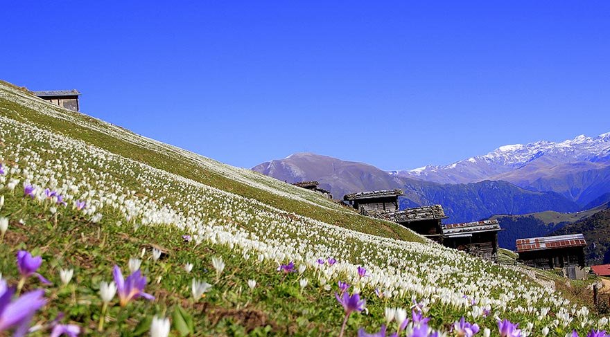 Doğu Karadeniz “Vargit” çiçekleri ile beyaza büründü