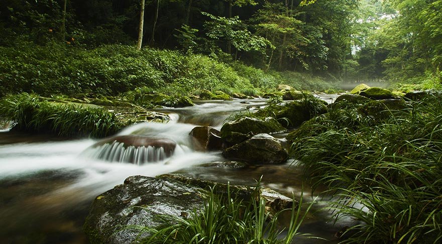 Zhangjiajie Ulusal Orman Parkı, Çin'in en değerli doğa hazinelerinden.
