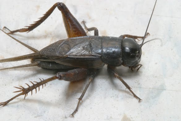 circiric