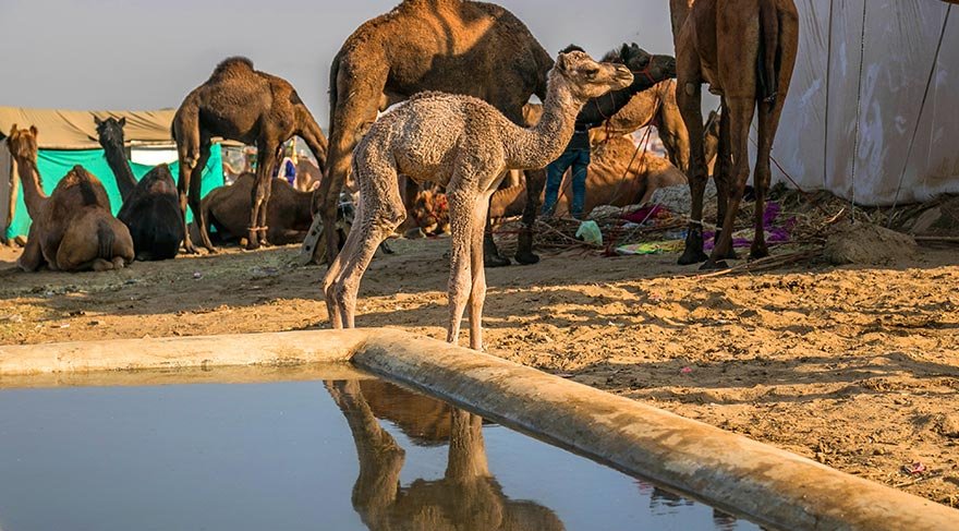 Pushkar’ın; Badrinath, Puri, Rameswaram ve Dwarka bölgelerini de içeren 5 önemli hac merkezinden (dhams) biri olması, burayı kutsal bir yer statüsüne yükseltiyor.