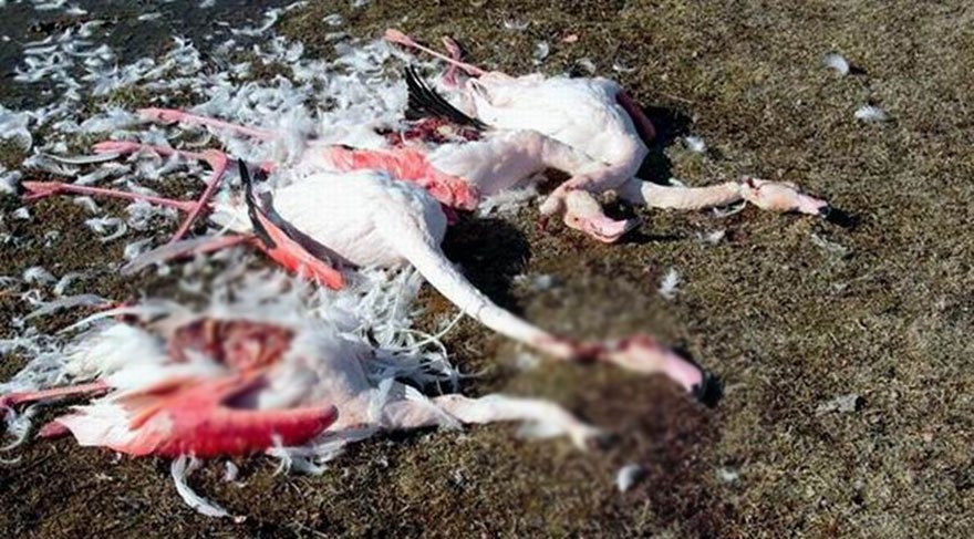 Konya’da katledilen flamingolar vahşeti, Kırşehir’de ise flamingoları kurtarmaya çalışan fotoğraf sanatçıları