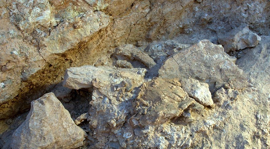 Çin’de yeni bir tür dinozor fosili bulundu