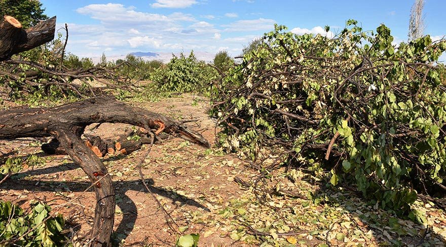 Malatya’da üretici 2 milyon kayısı ağacını kesti
