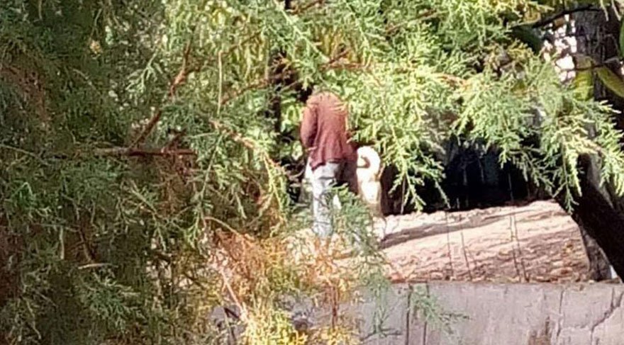 Çorum’da iğrenç olay! Kangal köpeğine tecavüz ederken yakalandı