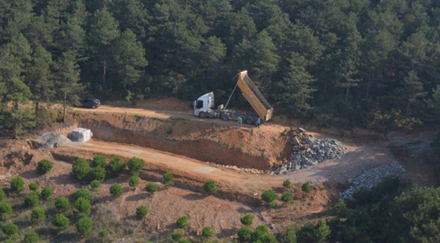 İstanbul ormanlarında çıldırtan ağaç katliamı