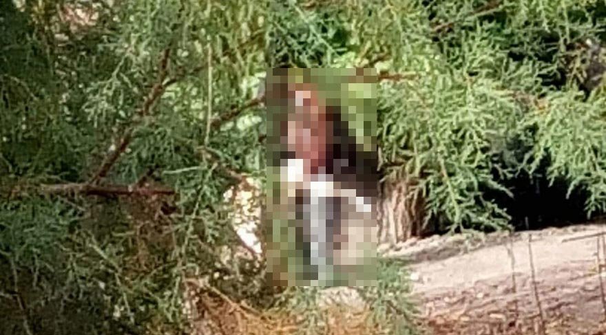 Çorum’da kangal köpeğine tecavüz eden şahıs gözaltına alındı