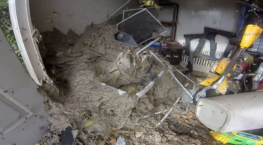 Terk edilmiş ev eşek arısı istilasına uğradı