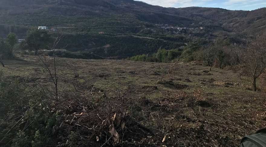 Termik santral için zeytinlikleri yerle bir ettiler