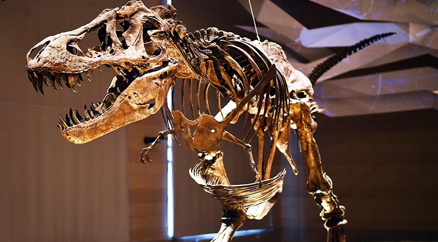 210 milyon yıllık Plateosaurus ziyaretçilerini bekliyor
