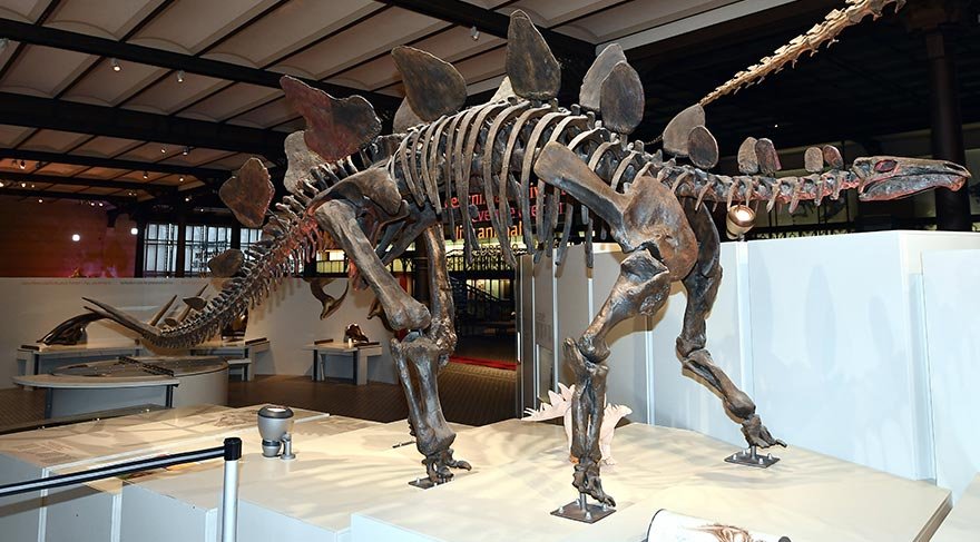 Tarihi eskiye dayanan müze, tam 100 yıl sonra yeni bir dinozor iskeletini ziyarete açmış oldu.
