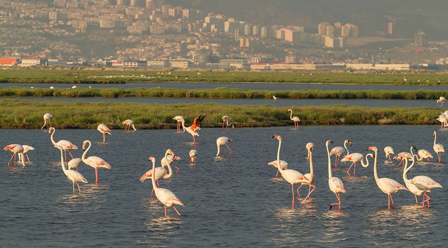 ‘Gediz Deltası UNESCO Dünya Doğa Mirası olsun’