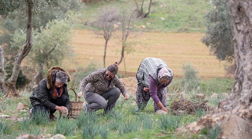 Ege’de zeytinyağı imecesi başladı