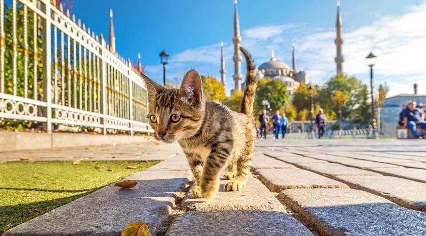 İstanbul’un kedileri dünyaya haber oldu