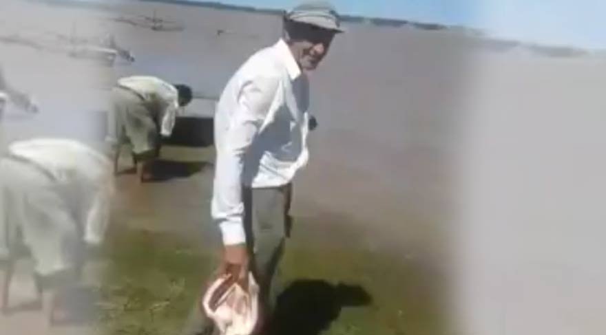 Piranalar dehşete düşürdü