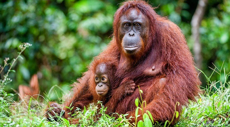 Sumatra orangutanları için 9 yapay ada oluşturuldu