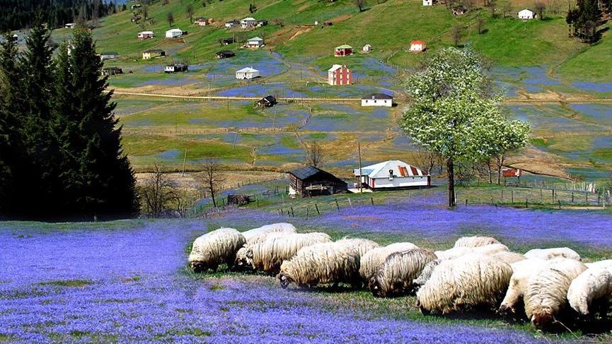Kadırlak Yaylası bu yıl erken mora büründü