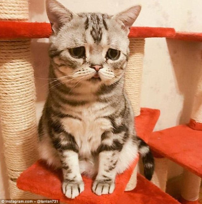 en üzgün kedisi Luhu Son dakika dünya haberleri