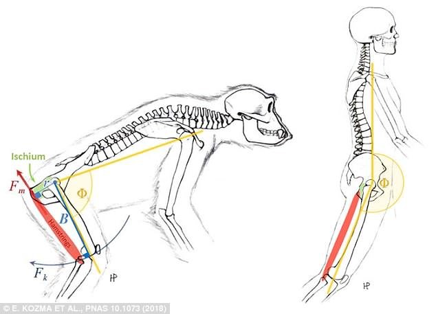 ardi_iskelet_pelvis_3