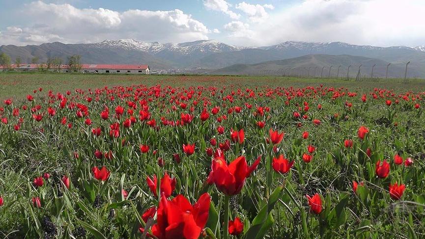 Muş Ovası kırmızıya büründü