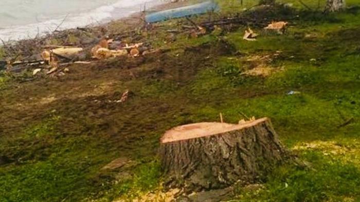 İznik’te yarım asırlık ağaçları ‘polen yayıyor diyerek’ kestiler