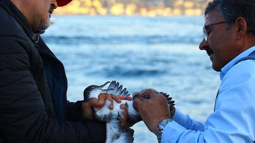 İstanbul’da yelkovan kuşu katliamı