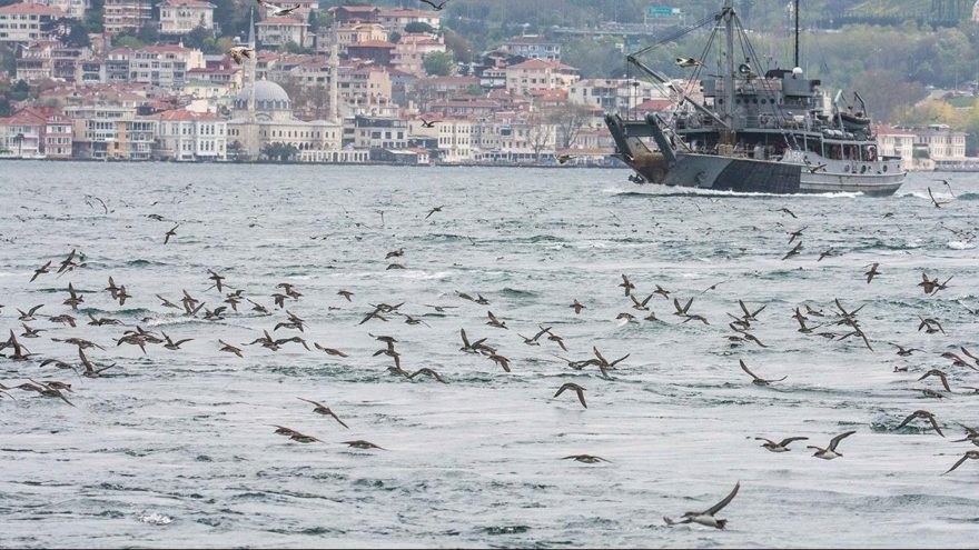 İstanbul’da yelkovan katliamı