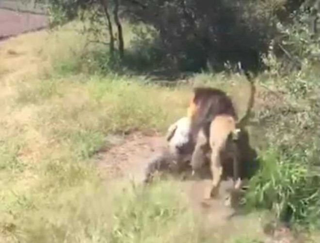 aslan-video-4