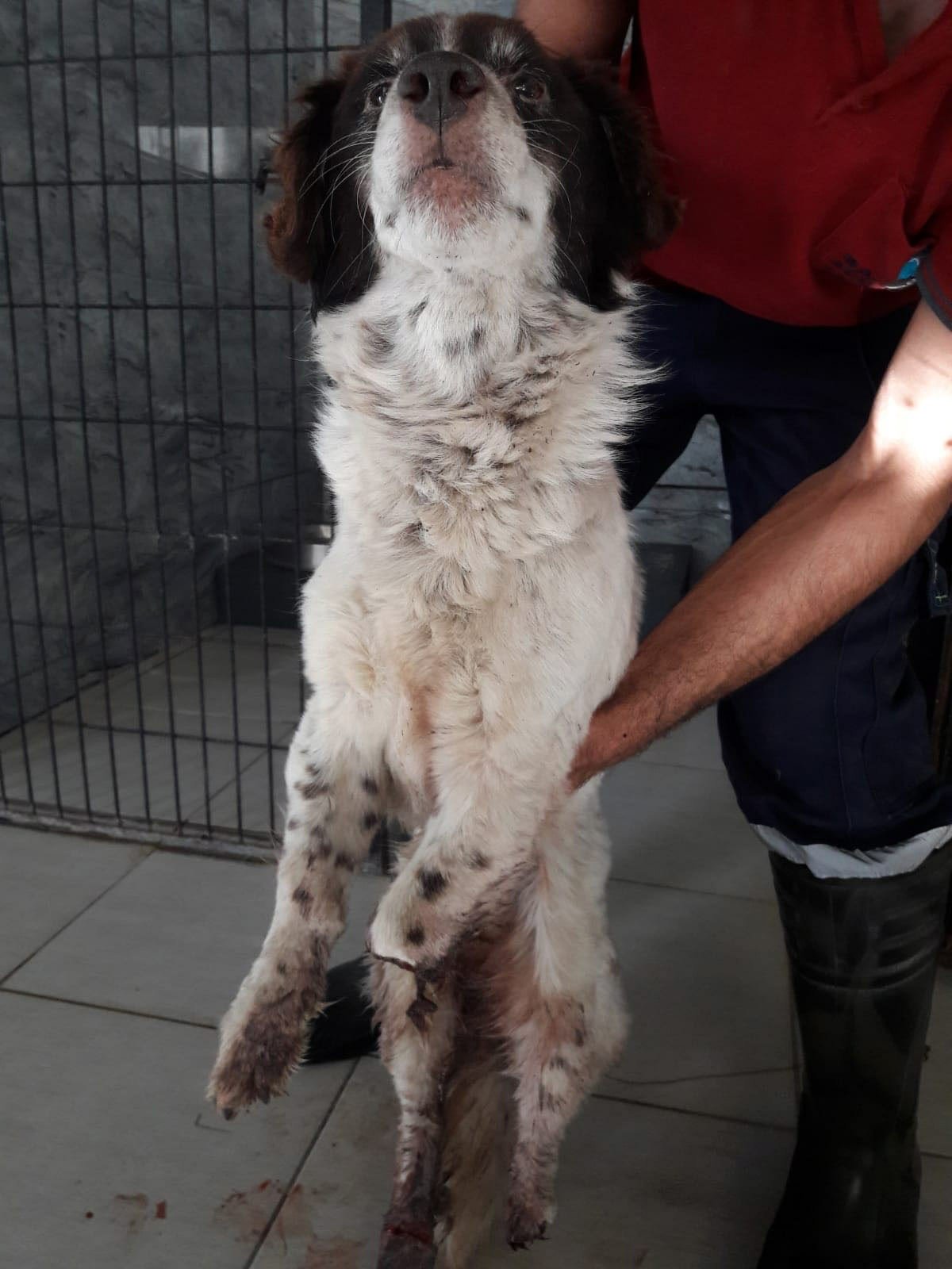 Yaralı köpeği hayvansever genç kurtardı Son dakika haberleri